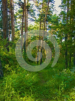 Fairy forest. Trees and torpid. Magic Thicket