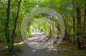 Fairy forest. Trees and torpid. Magic Thicket