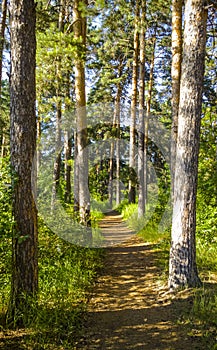 Fairy forest. Trees and torpid. Magic Thicket