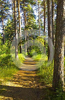 Fairy forest. Trees and torpid. Magic Thicket