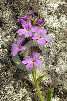 Fairy Foxglove