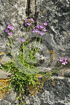 Fairy Foxglove