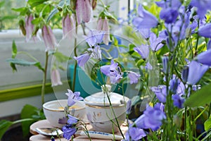 Fairy garden with blooming bellflowers. Beautiful violet flowers of campanula on blurred background. Fairytale in home