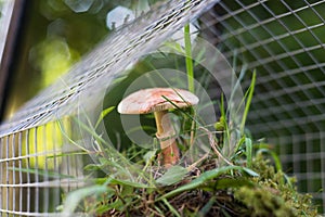 Fairy house garden decoration hanging wire cage, moss, mushroom, snail