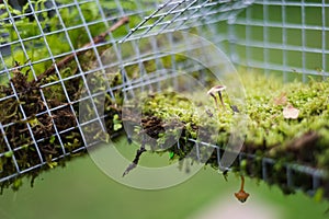 Fairy house garden decoration hanging wire cage, moss, mushroom, snail