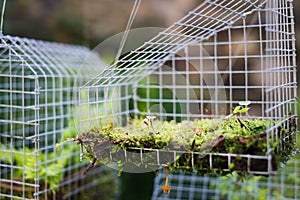 Fairy house garden decoration hanging wire cage, moss, mushroom, snail