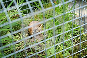 Fairy house garden decoration hanging wire cage, moss, mushroom, snail