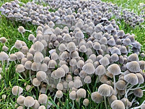 Fairy Ink Cap mushrooms or Coprinus Disseminatus