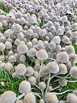 Fairy Ink Cap mushrooms or Coprinus Disseminatus