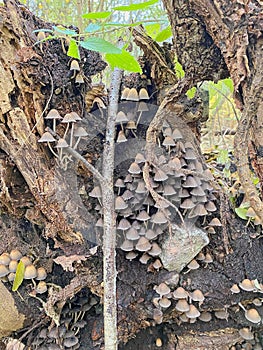Fairy ink cap on root of fallen tree