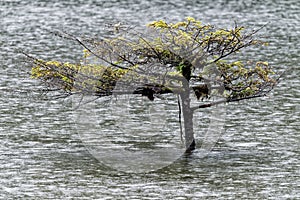 Fairy Lake tree in snow, Port Renfrew, Vancouver Island, BC Canada