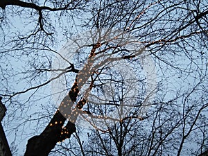 Fairy Lights In Tree