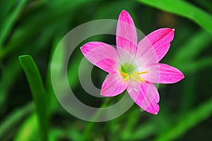 Fairy Lily Flower