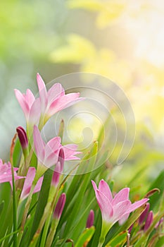 Fairy Lily, Rain Lily, or Zephyr Flower in the summer garden. Zephyranthes grandiflora