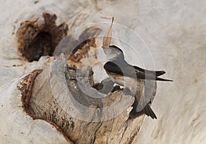 Fairy martin creating a nest in a river gum tree