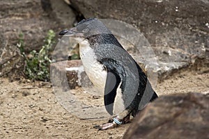 A fairy penguin