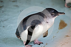 A fairy penguin