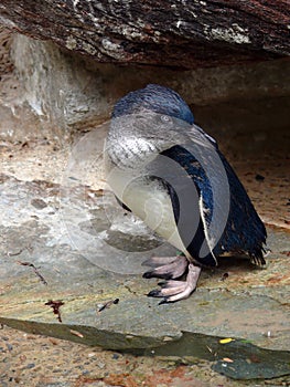 Víla tučniak 