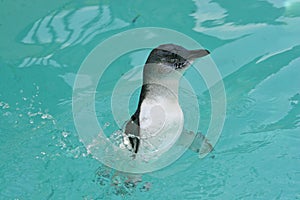 Fairy Penguin (Eudyptula minor)