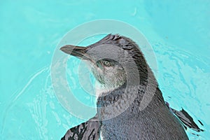 Fairy Penguin (Eudyptula minor)