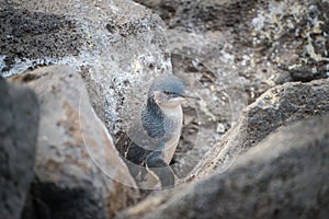 The Fairy penguin at St.Kilda beach, Melbourne.