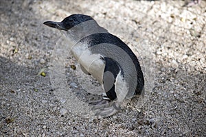 The fairy penguin is standing on the gravel