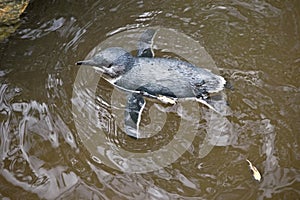 Fairy penguin swimming