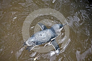 Fairy penguin swimming