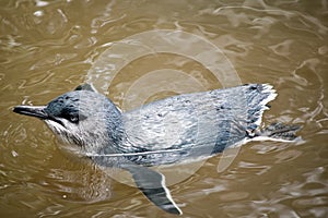 Fairy penguin swimming