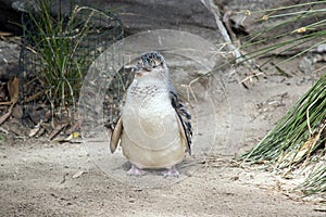 the fairy penguin walked down the path toward the water