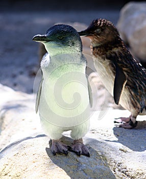 Fata pinguini 