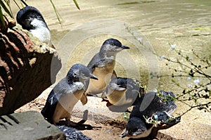 Fairy Penguins