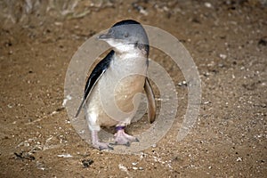 Víla tučniaky alebo malý tučniak 