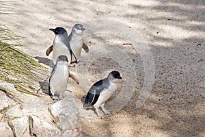 The fairy penguins are at there rockery