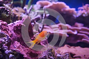 Fairy-perch, Anthias pleurotaenia in marine aquarium