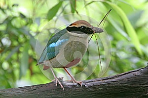 Fairy Pitta(2)