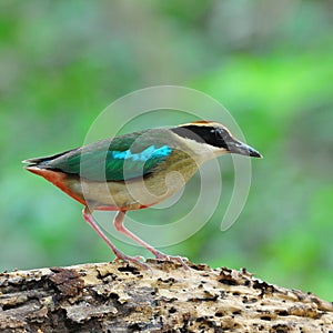 Fairy Pitta