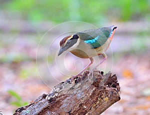Fairy Pitta