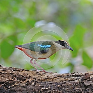 Fairy Pitta