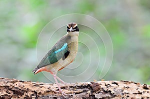 Fairy pitta bird