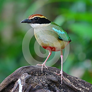 Fairy Pitta Bird