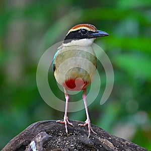 Fairy Pitta Bird