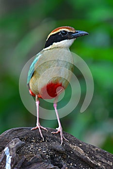Fairy Pitta Bird