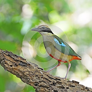 Fairy Pitta