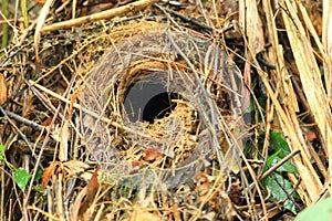 Fairy Pitta nest in Taiwan