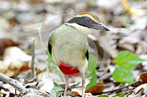 Fairy Pitta Pitta nympha