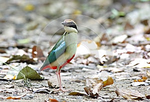 Fairy Pitta Pitta nympha