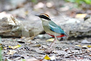 Fairy Pitta Pitta nympha