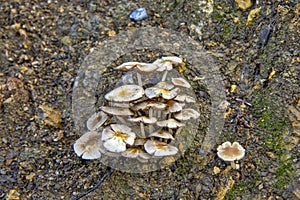 Fairy Ring Champignon - Marasmius oreades