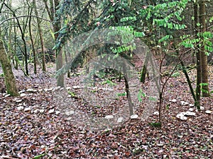 Fairy ring in a forest